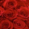 Unforgettable 50 Rose Hand-tied-1
